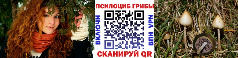 где купить   Ахтубинск  Галлюциногенные грибы Magic Shrooms 